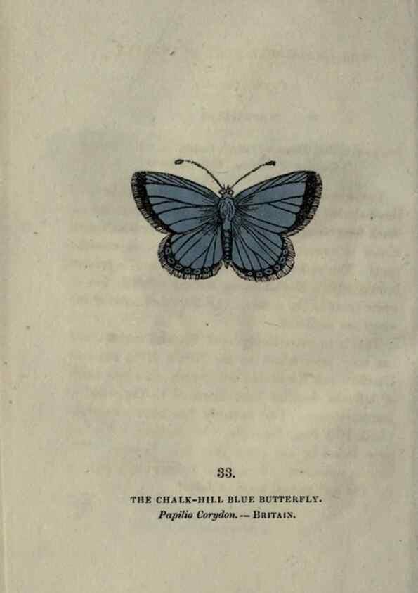 Reproducción/Reproduction 6946229773: The book of butterflies, sphinxes and moths;. London,Whittaker,1832-34.