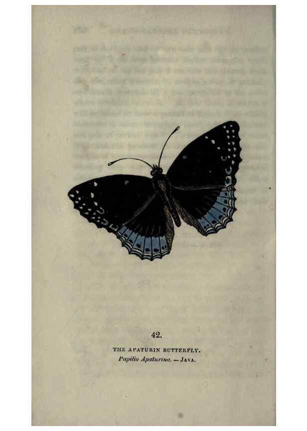 Reproducción/Reproduction 6800126884: The book of butterflies, sphinxes and moths;. London,Whittaker,1832-34.