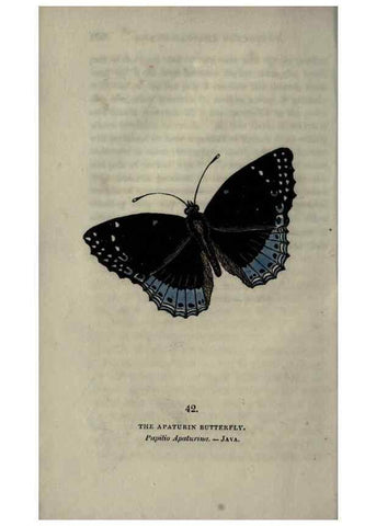 Reproducción/Reproduction 6800126884: The book of butterflies, sphinxes and moths;. London,Whittaker,1832-34.