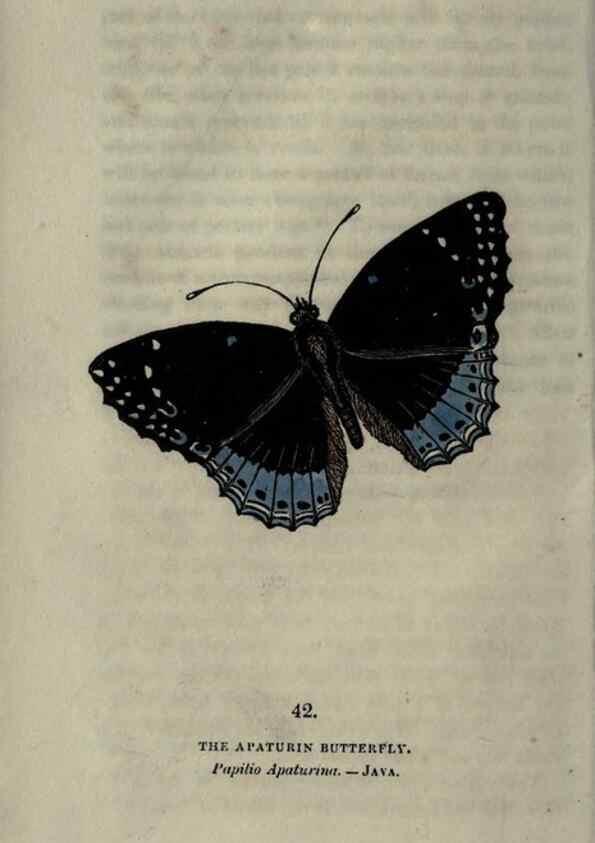 Reproducción/Reproduction 6800126884: The book of butterflies, sphinxes and moths;. London,Whittaker,1832-34.