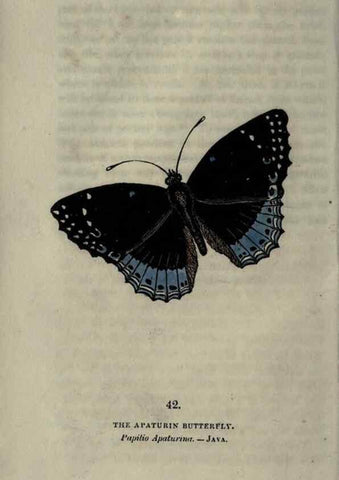 Reproducción/Reproduction 6800126884: The book of butterflies, sphinxes and moths;. London,Whittaker,1832-34.