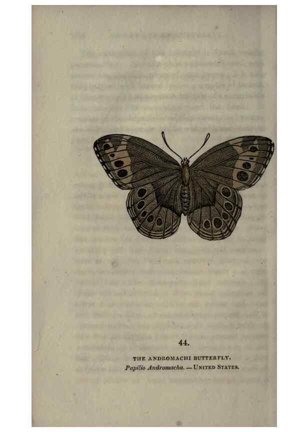 Reproducción/Reproduction 6946233273: The book of butterflies, sphinxes and moths;. London,Whittaker,1832-34.