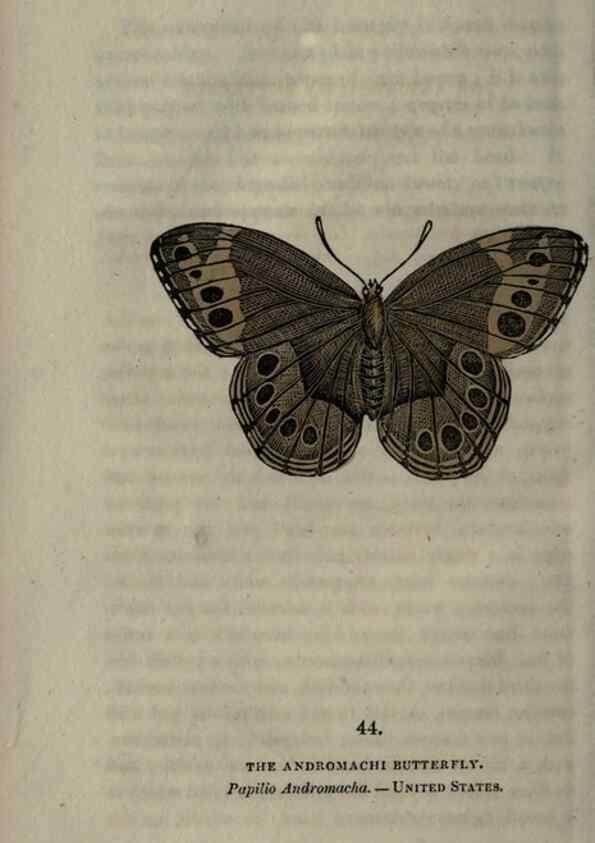 Reproducción/Reproduction 6946233273: The book of butterflies, sphinxes and moths;. London,Whittaker,1832-34.