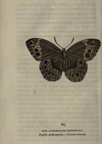 Reproducción/Reproduction 6946233273: The book of butterflies, sphinxes and moths;. London,Whittaker,1832-34.