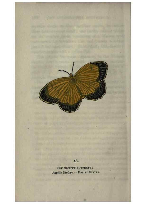 Reproducción/Reproduction 6800127938: The book of butterflies, sphinxes and moths;. London,Whittaker,1832-34.