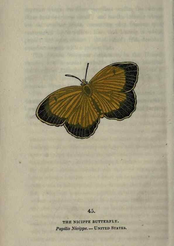 Reproducción/Reproduction 6800127938: The book of butterflies, sphinxes and moths;. London,Whittaker,1832-34.