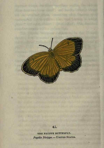 Reproducción/Reproduction 6800127938: The book of butterflies, sphinxes and moths;. London,Whittaker,1832-34.
