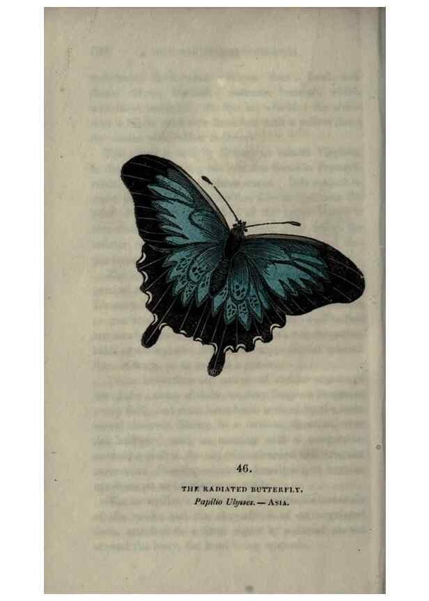 Reproducción/Reproduction 6800128246: The book of butterflies, sphinxes and moths;. London,Whittaker,1832-34.