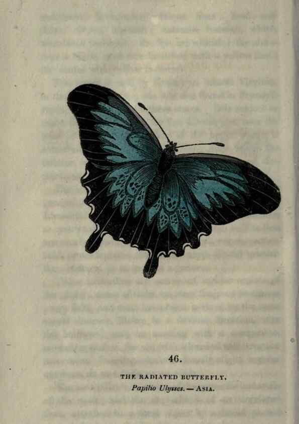 Reproducción/Reproduction 6800128246: The book of butterflies, sphinxes and moths;. London,Whittaker,1832-34.
