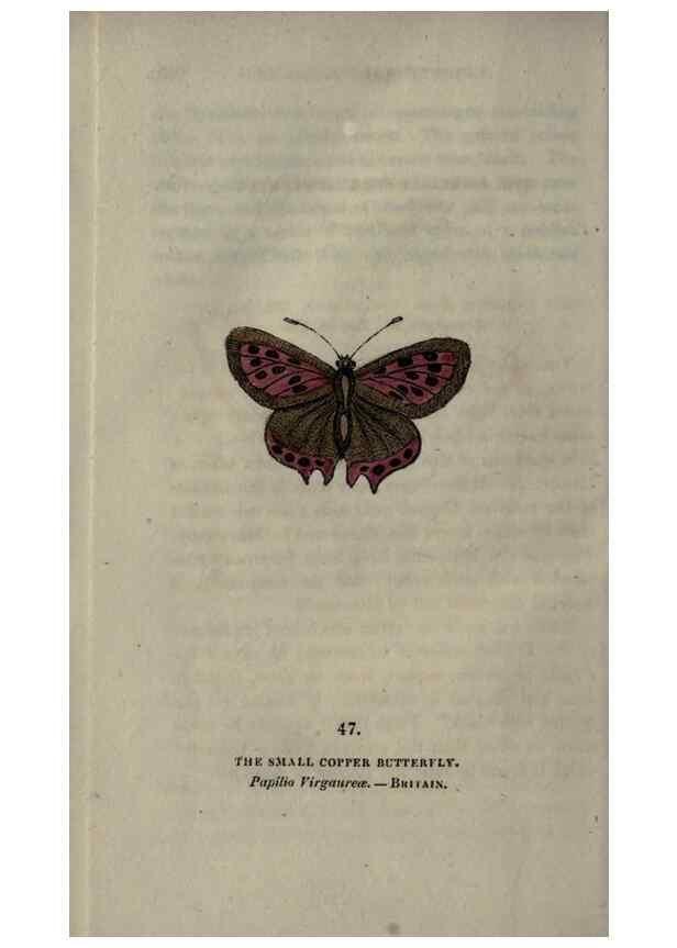 Reproducción/Reproduction 6800128662: The book of butterflies, sphinxes and moths;. London,Whittaker,1832-34.