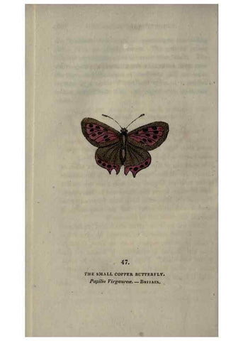 Reproducción/Reproduction 6800128662: The book of butterflies, sphinxes and moths;. London,Whittaker,1832-34.