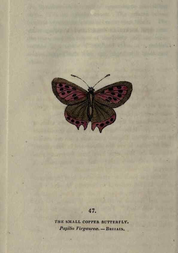 Reproducción/Reproduction 6800128662: The book of butterflies, sphinxes and moths;. London,Whittaker,1832-34.