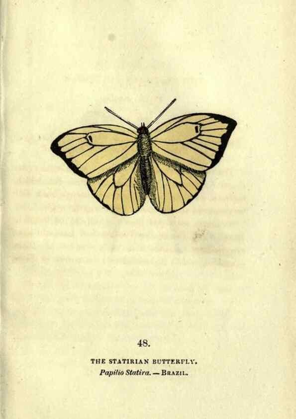 Reproducción/Reproduction 6946234789: The book of butterflies, sphinxes and moths;. London,Whittaker,1832-34.