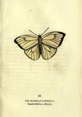 Reproducción/Reproduction 6946234789: The book of butterflies, sphinxes and moths;. London,Whittaker,1832-34.