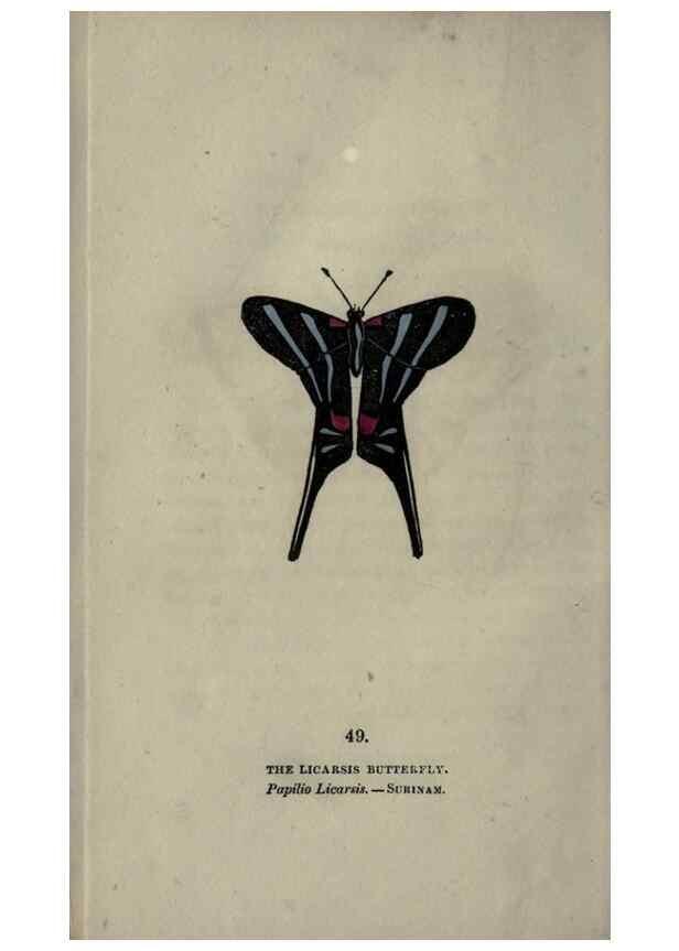 Reproducción/Reproduction 6800129424: The book of butterflies, sphinxes and moths;. London,Whittaker,1832-34.