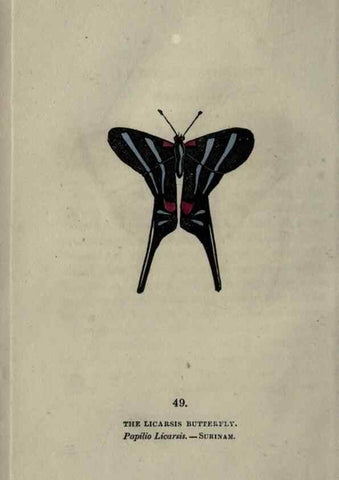Reproducción/Reproduction 6800129424: The book of butterflies, sphinxes and moths;. London,Whittaker,1832-34.