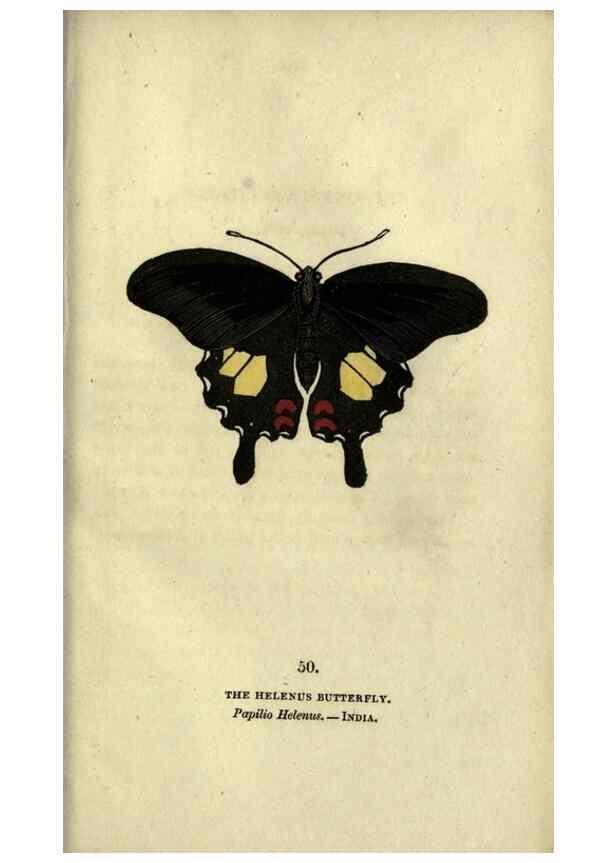 Reproducción/Reproduction 6800129742: The book of butterflies, sphinxes and moths;. London,Whittaker,1832-34.