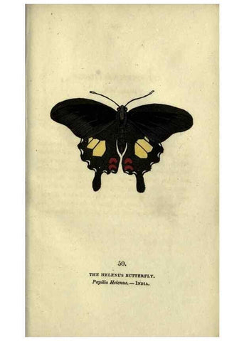 Reproducción/Reproduction 6800129742: The book of butterflies, sphinxes and moths;. London,Whittaker,1832-34.