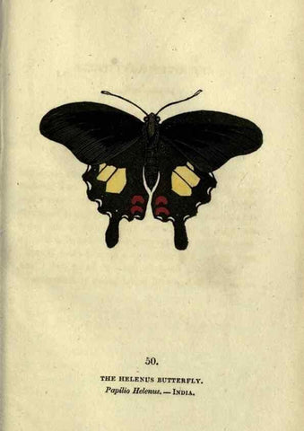 Reproducción/Reproduction 6800129742: The book of butterflies, sphinxes and moths;. London,Whittaker,1832-34.