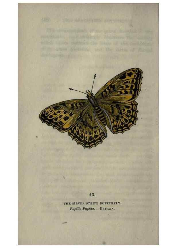 Reproducción/Reproduction 6800127226: The book of butterflies, sphinxes and moths;. London,Whittaker,1832-34.
