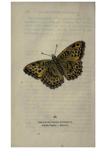 Reproducción/Reproduction 6800127226: The book of butterflies, sphinxes and moths;. London,Whittaker,1832-34.