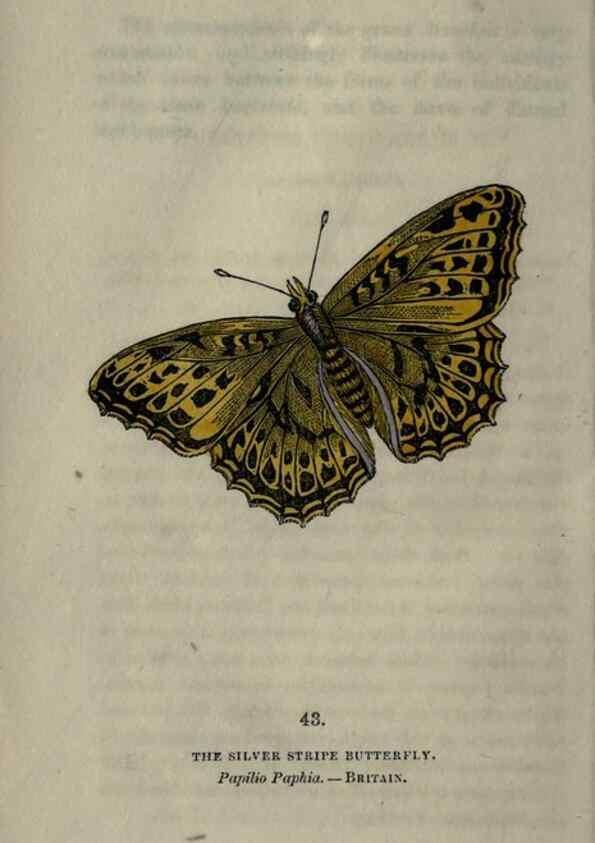 Reproducción/Reproduction 6800127226: The book of butterflies, sphinxes and moths;. London,Whittaker,1832-34.