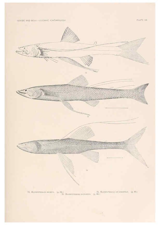 Reproducción/Reproduction 6441779171: Oceanic ichthyology. v.22 atlas. Cambridge, U.S.A. :Printed for the Museum,1896
