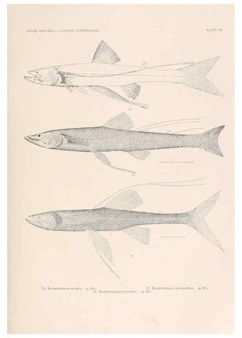 Reproducción/Reproduction 6441779171: Oceanic ichthyology. v.22 atlas. Cambridge, U.S.A. :Printed for the Museum,1896