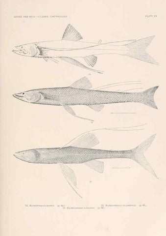 Reproducción/Reproduction 6441779171: Oceanic ichthyology. v.22 atlas. Cambridge, U.S.A. :Printed for the Museum,1896