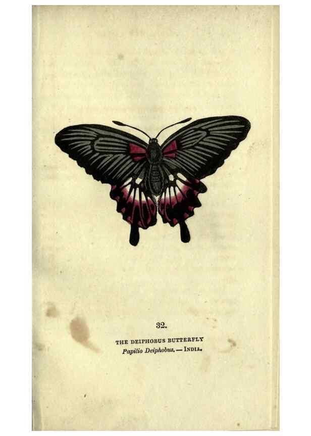 Reproducción/Reproduction 6946229483: The book of butterflies, sphinxes and moths;. London,Whittaker,1832-34.