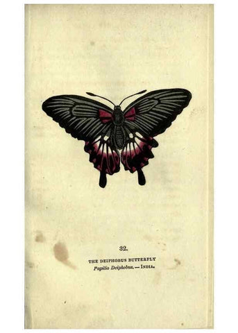 Reproducción/Reproduction 6946229483: The book of butterflies, sphinxes and moths;. London,Whittaker,1832-34.