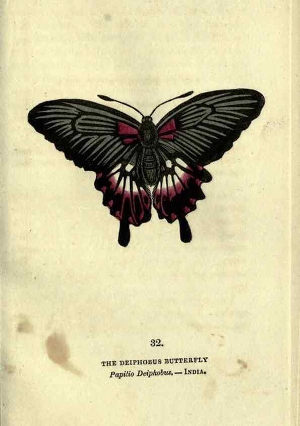 Reproducción/Reproduction 6946229483: The book of butterflies, sphinxes and moths;. London,Whittaker,1832-34.