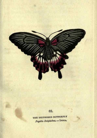 Reproducción/Reproduction 6946229483: The book of butterflies, sphinxes and moths;. London,Whittaker,1832-34.