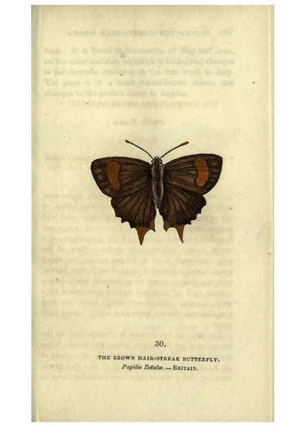 Reproducción/Reproduction 6946228705: The book of butterflies, sphinxes and moths;. London,Whittaker,1832-34.