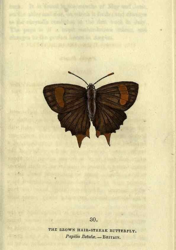 Reproducción/Reproduction 6946228705: The book of butterflies, sphinxes and moths;. London,Whittaker,1832-34.
