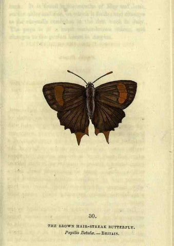 Reproducción/Reproduction 6946228705: The book of butterflies, sphinxes and moths;. London,Whittaker,1832-34.