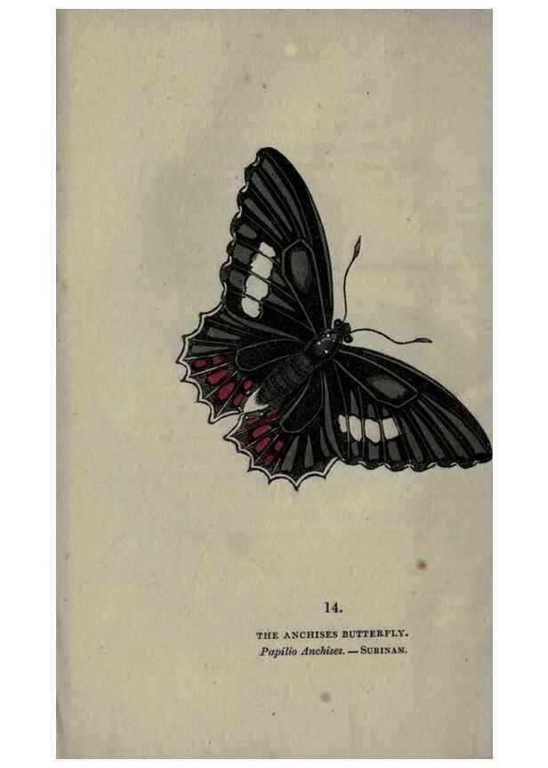 Reproducción/Reproduction 6946223219: The book of butterflies, sphinxes and moths;. London,Whittaker,1832-34.