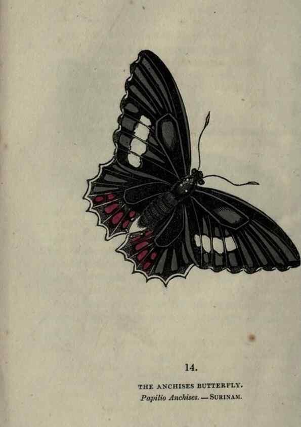 Reproducción/Reproduction 6946223219: The book of butterflies, sphinxes and moths;. London,Whittaker,1832-34.