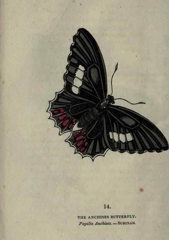 Reproducción/Reproduction 6946223219: The book of butterflies, sphinxes and moths;. London,Whittaker,1832-34.