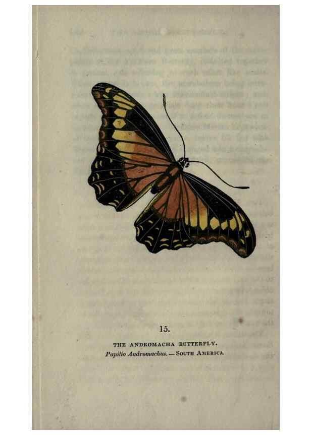 Reproducción/Reproduction 6800117910: The book of butterflies, sphinxes and moths;. London,Whittaker,1832-34.