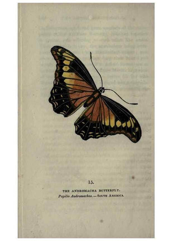 Reproducción/Reproduction 6800117910: The book of butterflies, sphinxes and moths;. London,Whittaker,1832-34.