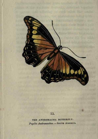 Reproducción/Reproduction 6800117910: The book of butterflies, sphinxes and moths;. London,Whittaker,1832-34.