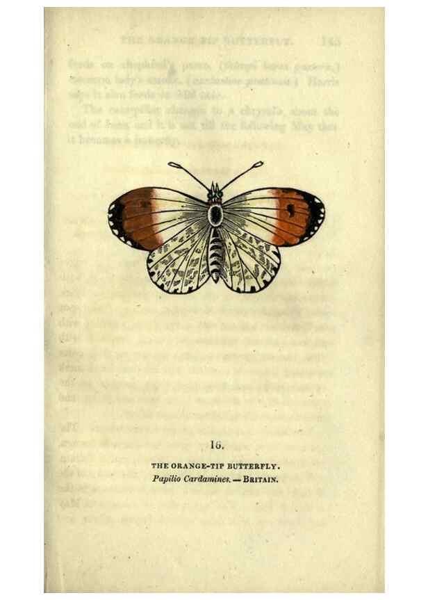 Reproducción/Reproduction 6800118300: The book of butterflies, sphinxes and moths;. London,Whittaker,1832-34.