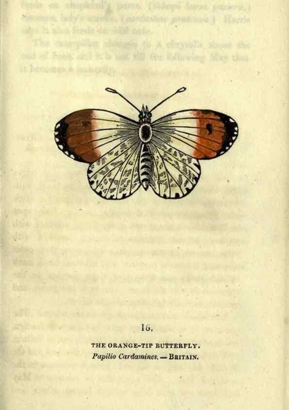 Reproducción/Reproduction 6800118300: The book of butterflies, sphinxes and moths;. London,Whittaker,1832-34.