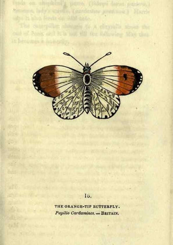 Reproducción/Reproduction 6800118300: The book of butterflies, sphinxes and moths;. London,Whittaker,1832-34.