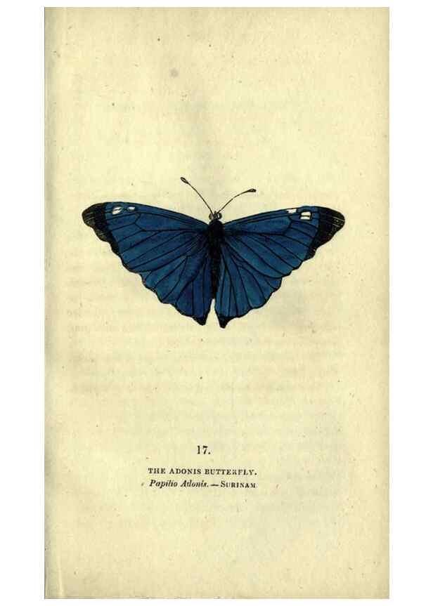 Reproducción/Reproduction 6800118626: The book of butterflies, sphinxes and moths;. London,Whittaker,1832-34.