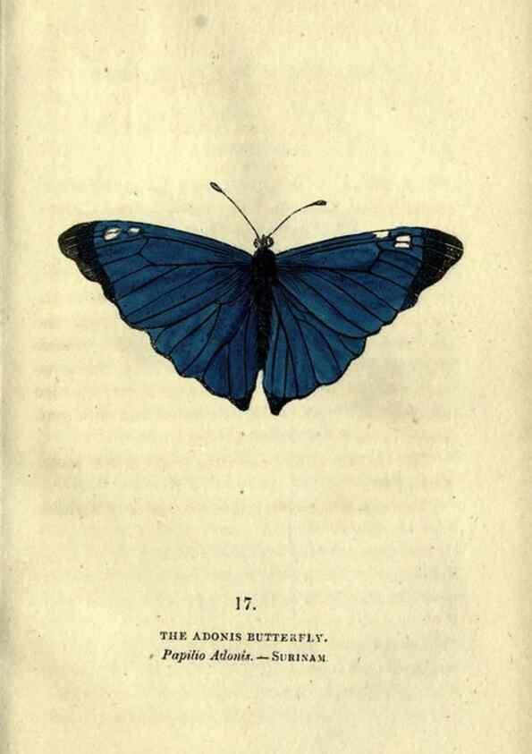 Reproducción/Reproduction 6800118626: The book of butterflies, sphinxes and moths;. London,Whittaker,1832-34.