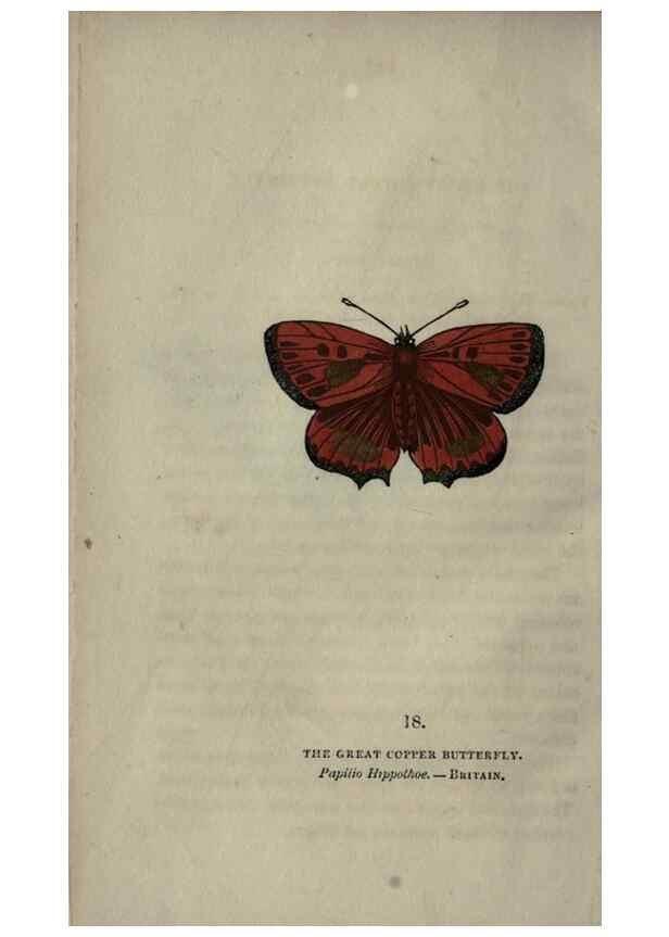Reproducción/Reproduction 6800118888: The book of butterflies, sphinxes and moths;. London,Whittaker,1832-34.