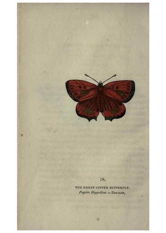 Reproducción/Reproduction 6800118888: The book of butterflies, sphinxes and moths;. London,Whittaker,1832-34.