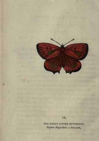 Reproducción/Reproduction 6800118888: The book of butterflies, sphinxes and moths;. London,Whittaker,1832-34.